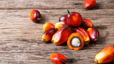 Palm kernel oil  | HOW IT’S MADE